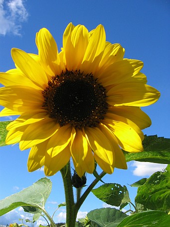 Sonnenblume